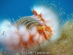 A fireworm..(Alien) by Lütfi Tanrıöver 